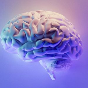 Brain
