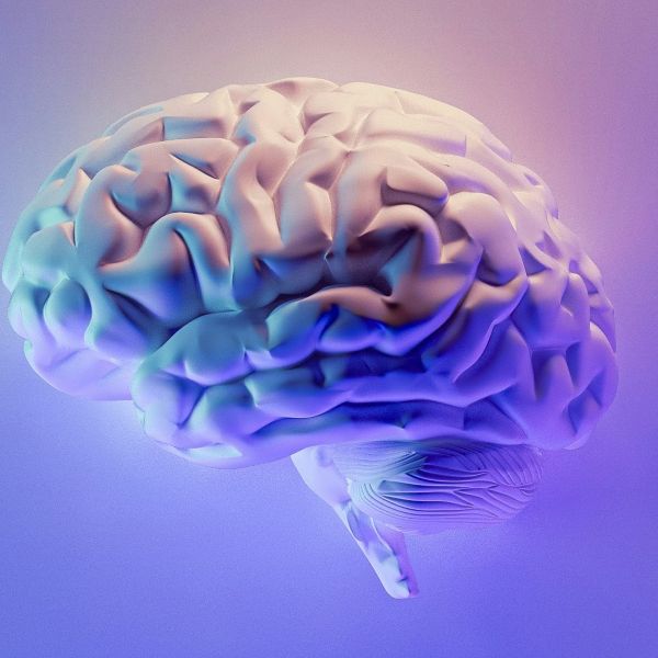 Brain