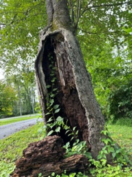 Hollow tree